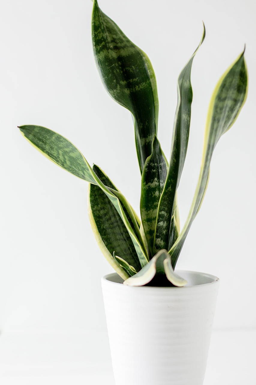 snake-plant-5939187_1280